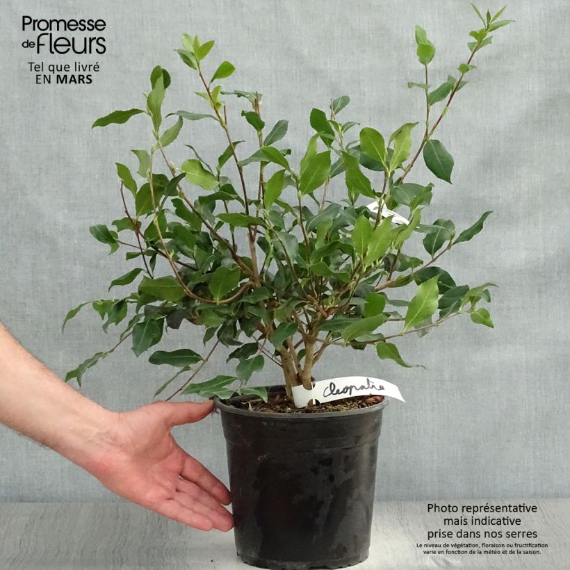 Camellia sasanqua Cleopatra 3L/4L pot sample as delivered in spring