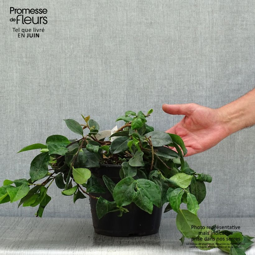 Camellia sasanqua Waterfall Pink 4L/5L pot sample as delivered in summer