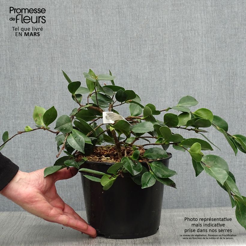 Camellia sasanqua Waterfall White 4L/5L pot sample as delivered in spring