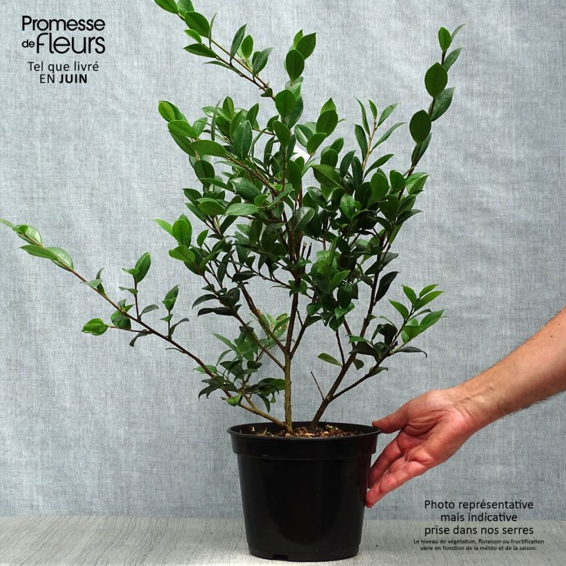 Camellia Yuletide 4L/5L pot sample as delivered in summer