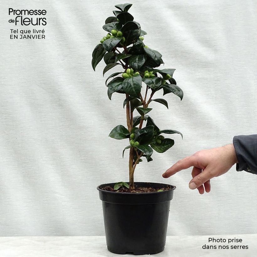 Camellia Dahlonega 4L/5L pot sample as delivered in winter