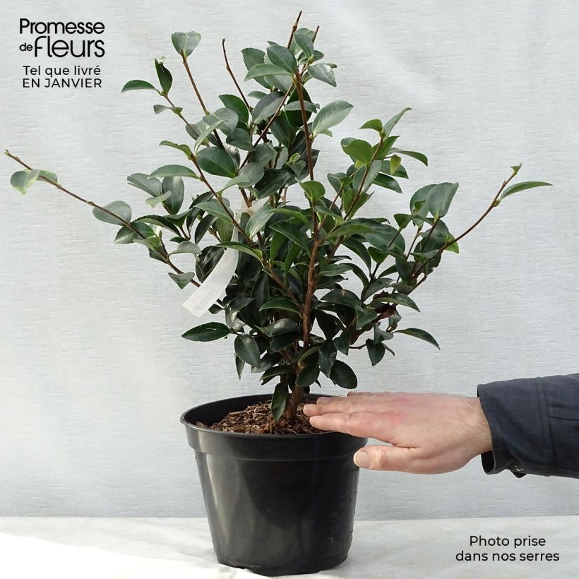 Camellia sasanqua Fuji no Yuki 4L/5L pot sample as delivered in winter