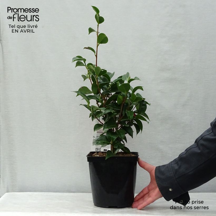 Camellia japonica Roger Hall 3L/4L pot sample as delivered in spring