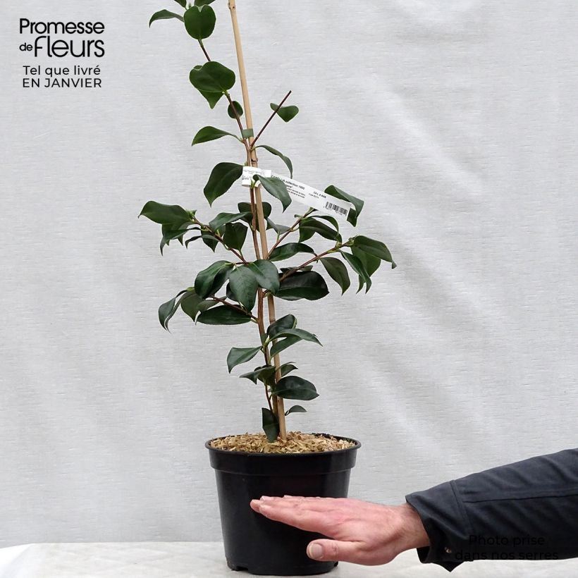 Camellia japonica Chandleri Elegans 4L/5L pot sample as delivered in winter