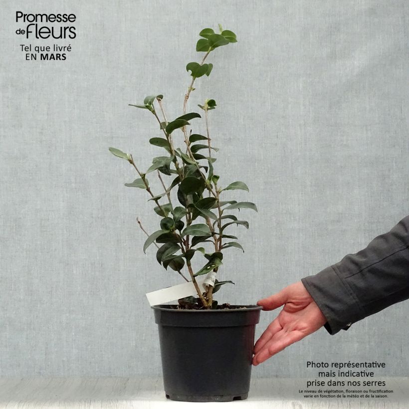 Camellia sasanqua Belinda 4L/5L pot sample as delivered in spring