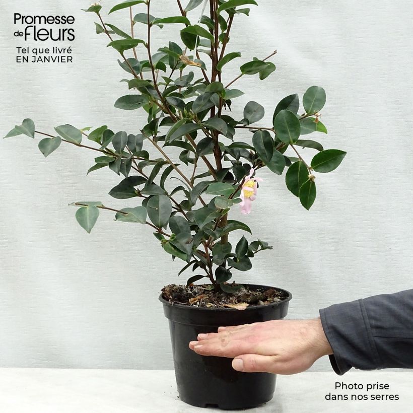 Camellia sasanqua Plantation Pink 4L/5L pot sample as delivered in winter