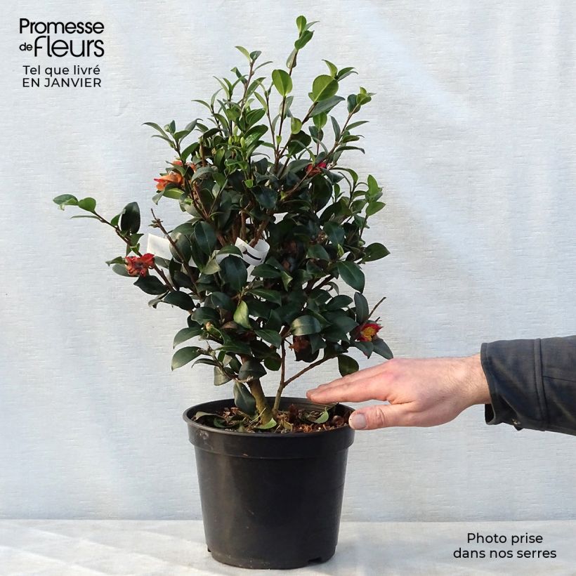 Camellia Yuletide 4L/5L pot sample as delivered in winter