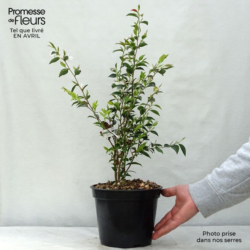 Camellia transnokoensis 4L/5L pot sample as delivered in spring