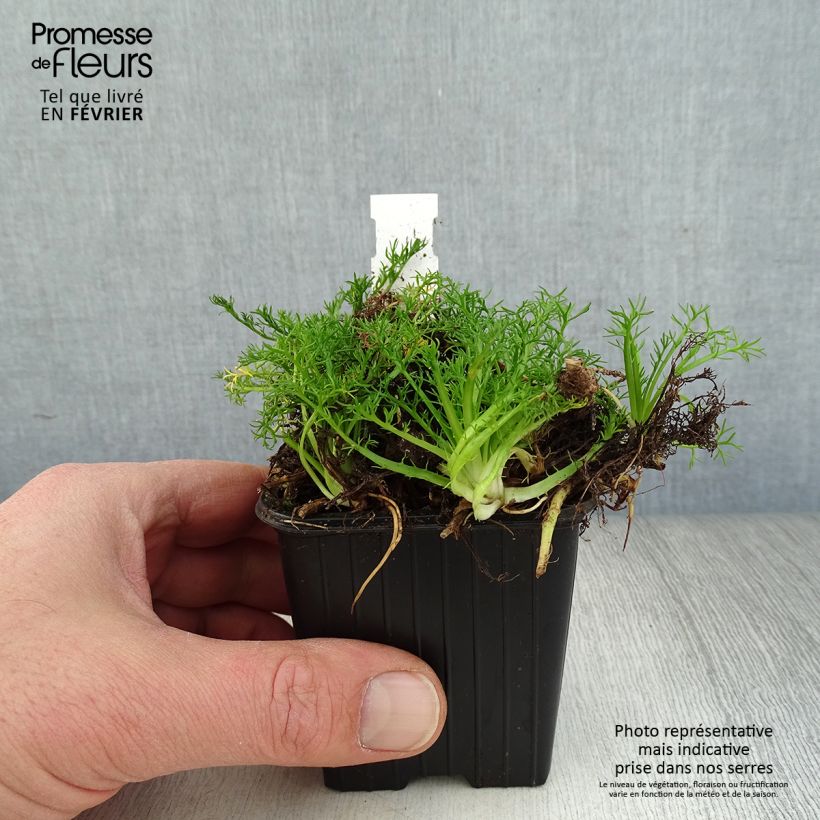 Chamaemelum nobile Ligulosum 8/9 cm pot sample as delivered in winter