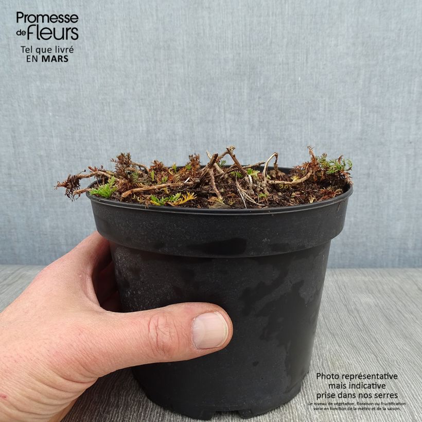 Chamaemelum nobile Ligulosum 2L/3L pot sample as delivered in winter
