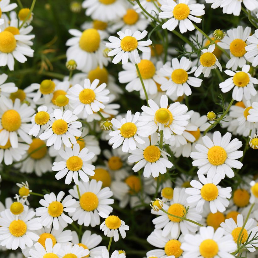 German Chamomile - Matricaria recutita (Flowering)