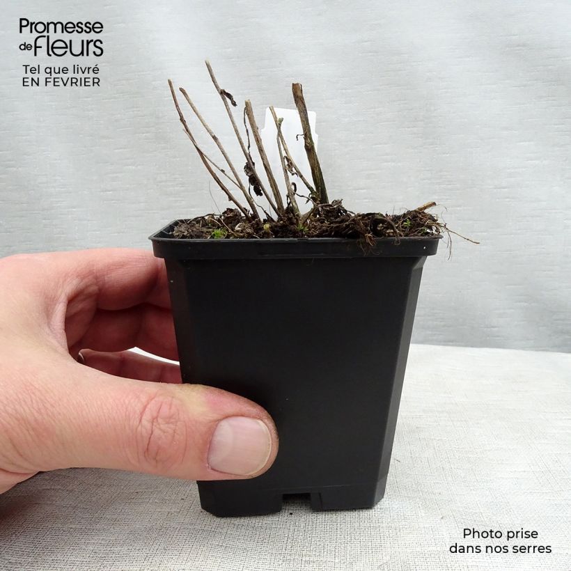 Campanula Sarastro 8/9 cm pot sample as delivered in winter