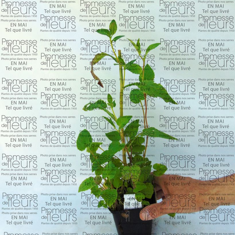Example of Campanula punctata Wedding Bells 8/9 cm pot specimen as delivered