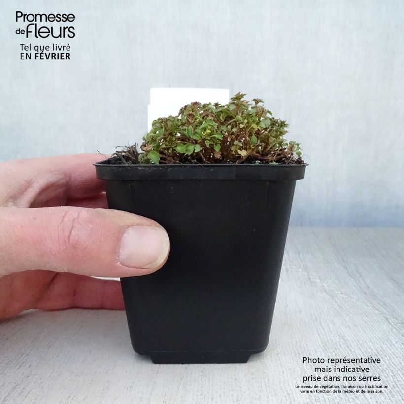 Campanula cochleariifolia 8/9 cm pot sample as delivered in winter