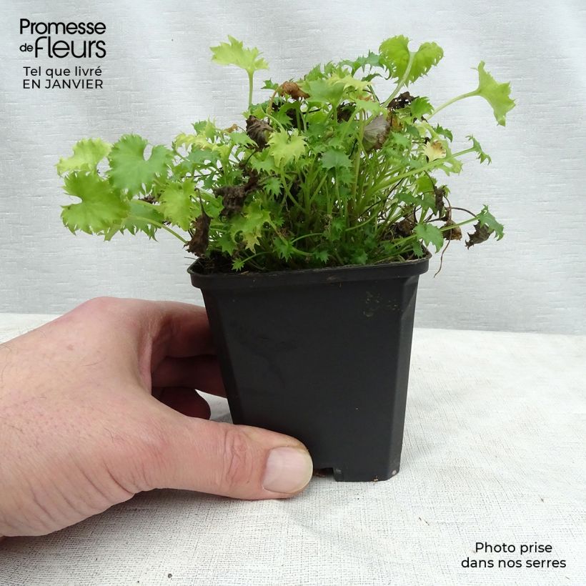 Campanula garganica 8/9 cm pot sample as delivered in winter