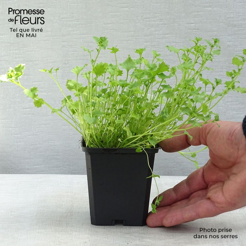 Campanula garganica 8/9 cm pot sample as delivered in spring