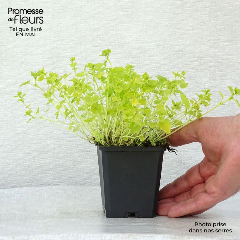 Campanula garganica Dicksons Gold 8/9 cm pot sample as delivered in spring