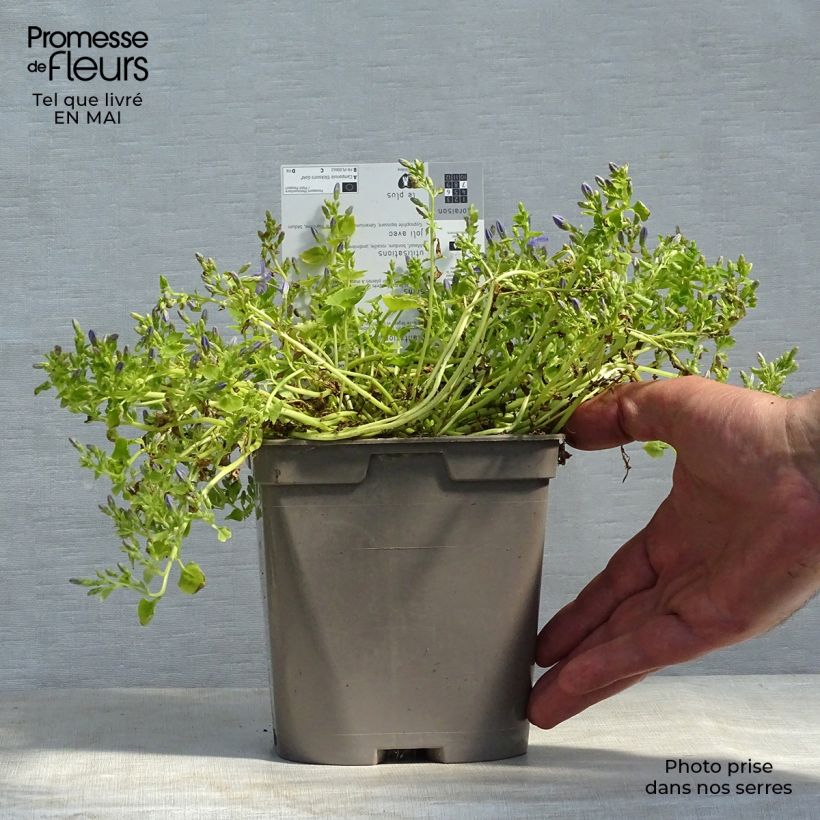 Campanula garganica Dicksons Gold 2L/3L pot sample as delivered in spring