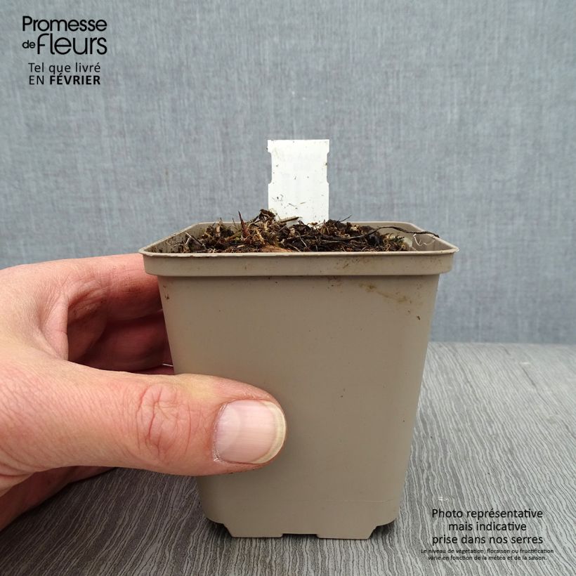 Campanula glomerata Genti Twisterbell 8/9 cm pot sample as delivered in winter