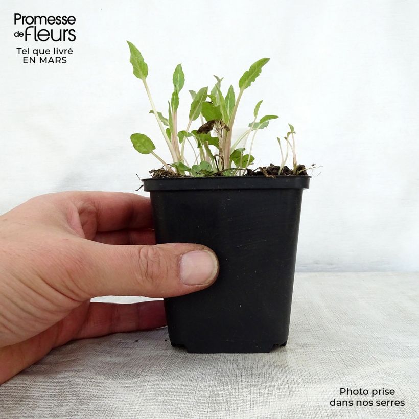 Campanula glomerata Genti Twisterbell 8/9 cm pot sample as delivered in spring