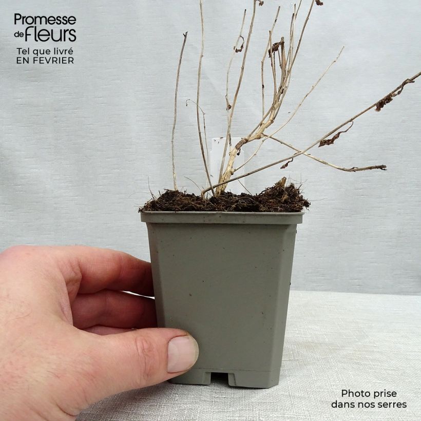 Campanula lactiflora Alba 8/9 cm pot sample as delivered in winter