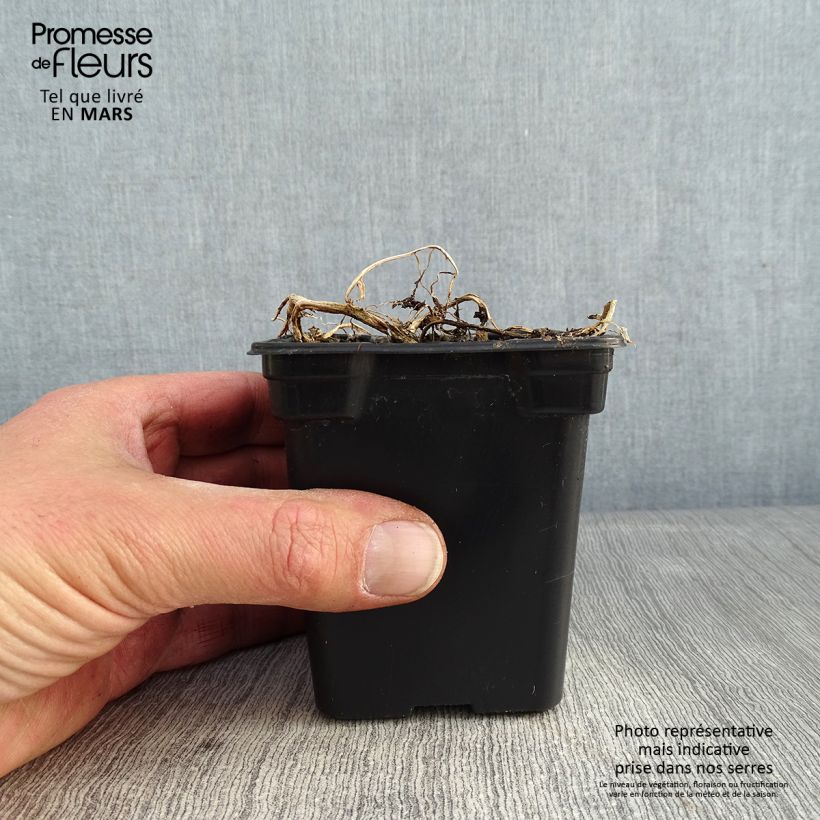 Campanula lactiflora Blue Pouffe 7/8 cm pot sample as delivered in winter