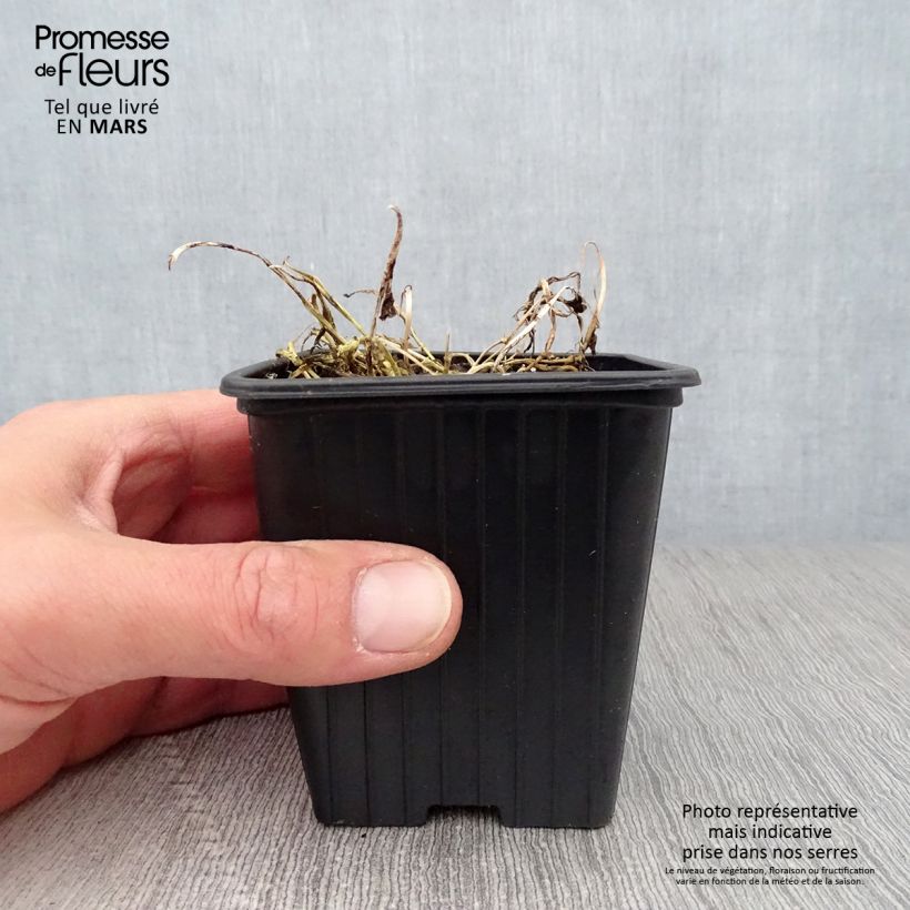 Campanula lactiflora Blue Pouffe 7/8 cm pot sample as delivered in spring