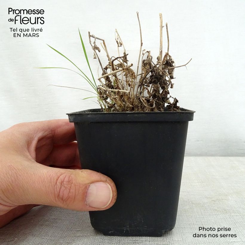 Campanula lactiflora White Pouffe 8/9 cm pot sample as delivered in spring