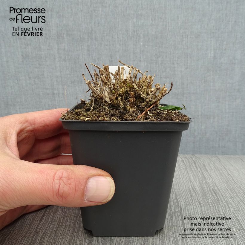 Campanula lactiflora White Pouffe 8/9 cm pot sample as delivered in winter