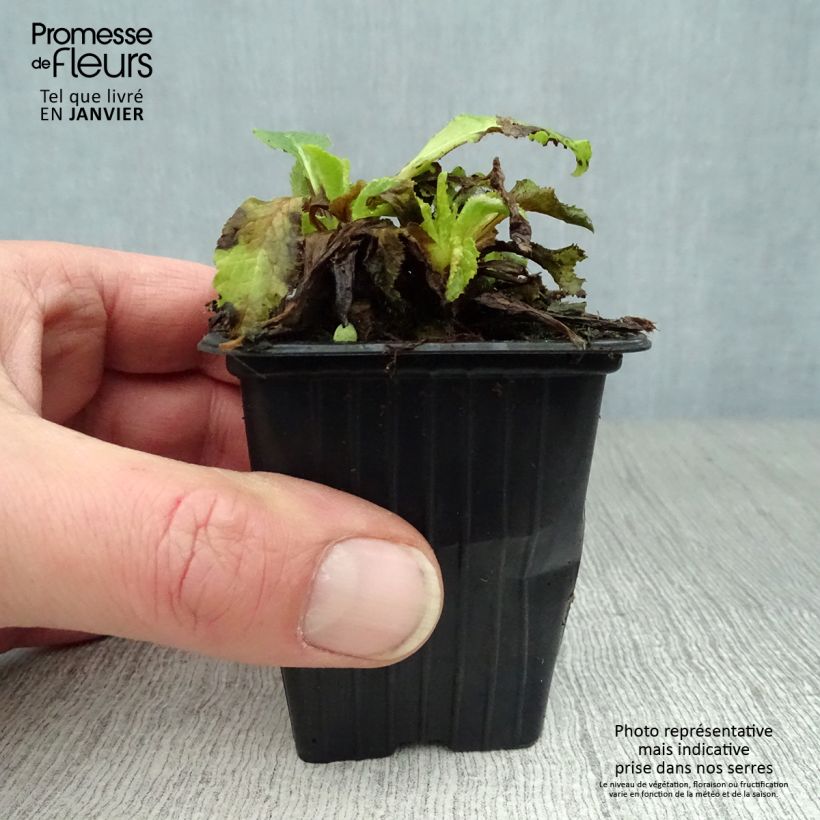 Campanula medium blue-flowered 7/8 cm pot sample as delivered in winter