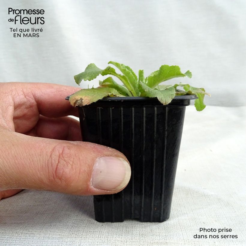 Campanula medium blue-flowered 7/8 cm pot sample as delivered in spring