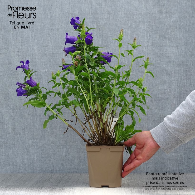 Campanula medium blue-flowered 2L/3L pot sample as delivered in spring
