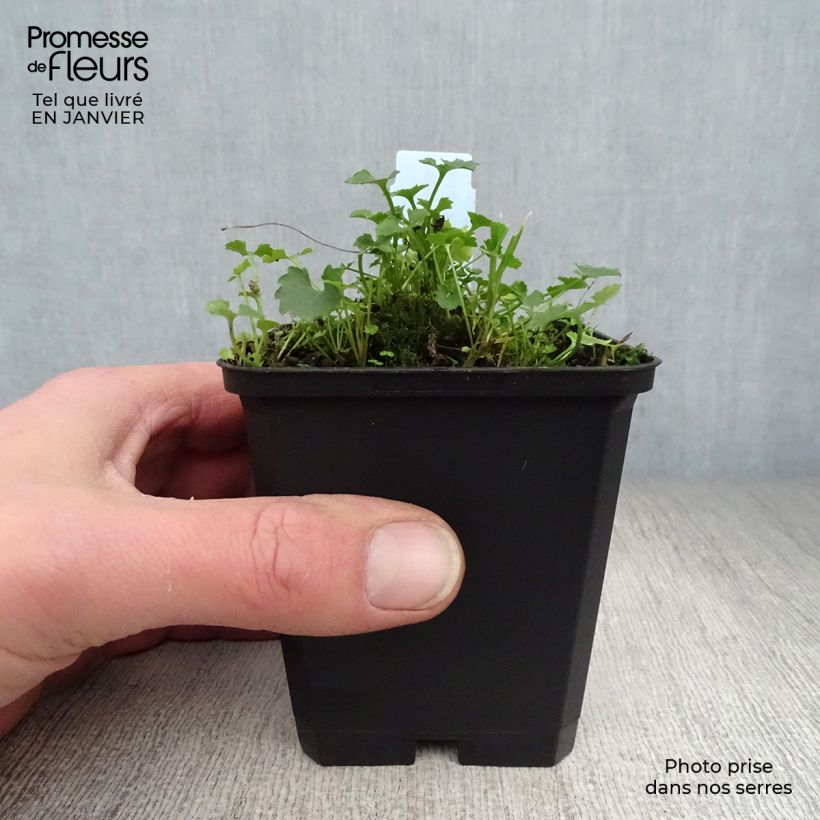 Campanula portenschlagiana Resholdts Variety 8/9 cm pot sample as delivered in winter