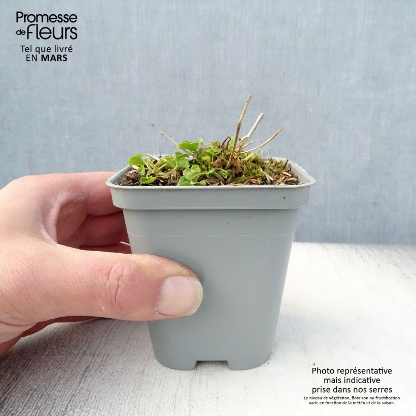 Campanula poscharskyana E.H. Frost 8/9 cm pot sample as delivered in spring