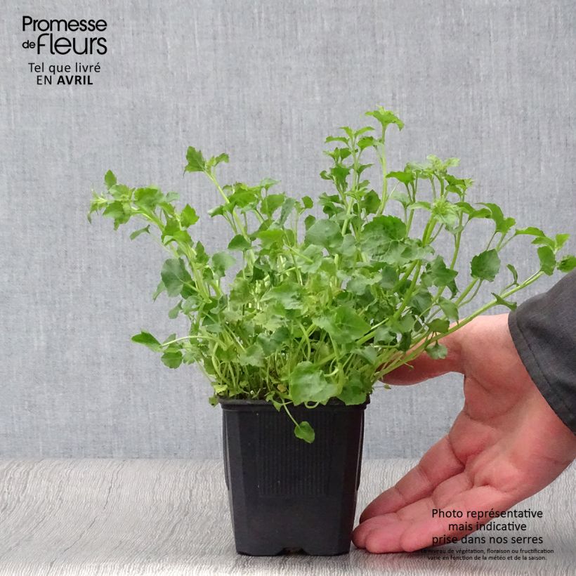 Campanula poscharskyana Lisduggan Variety 8/9 cm pot sample as delivered in spring