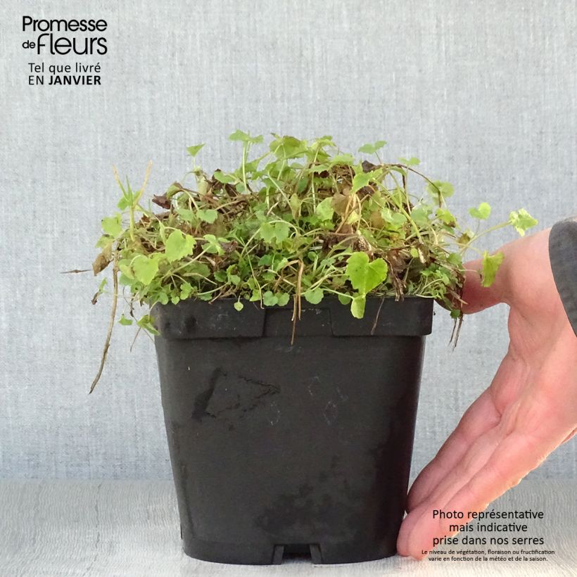 Campanula poscharskyana Lisduggan Variety 2L/3L pot sample as delivered in winter