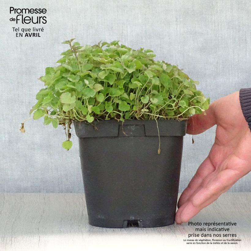 Campanula poscharskyana Lisduggan Variety 2L/3L pot sample as delivered in spring