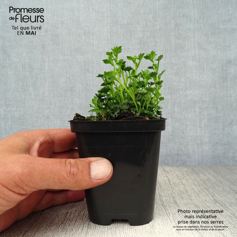 Campanula poscharskyana Stella 8/9 cm pot sample as delivered in spring