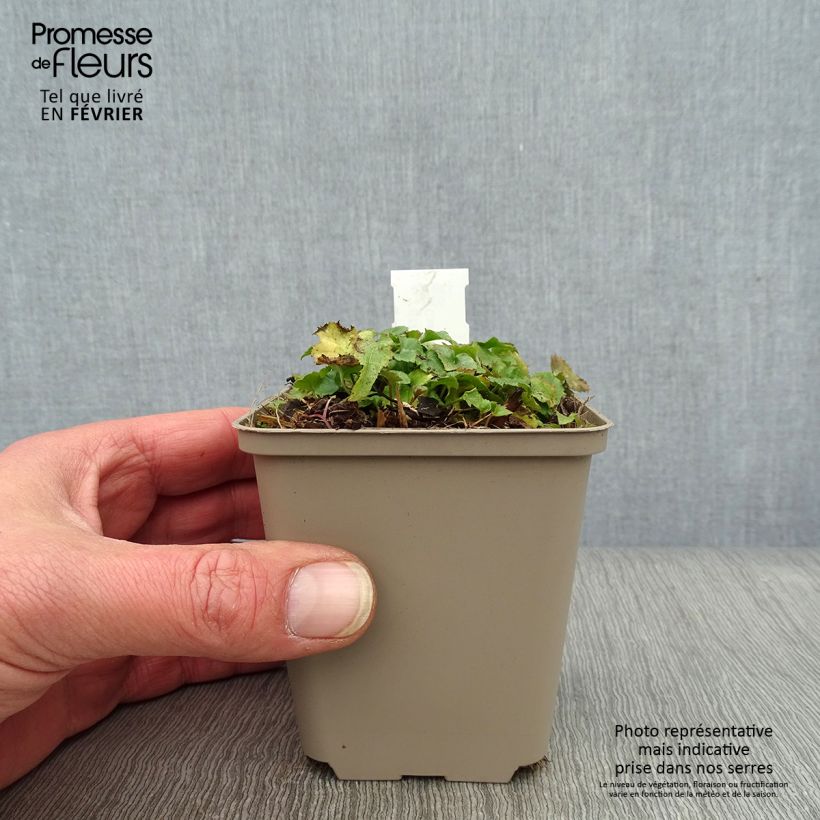 Campanula poscharskyana Trollkind 8/9 cm pot sample as delivered in winter