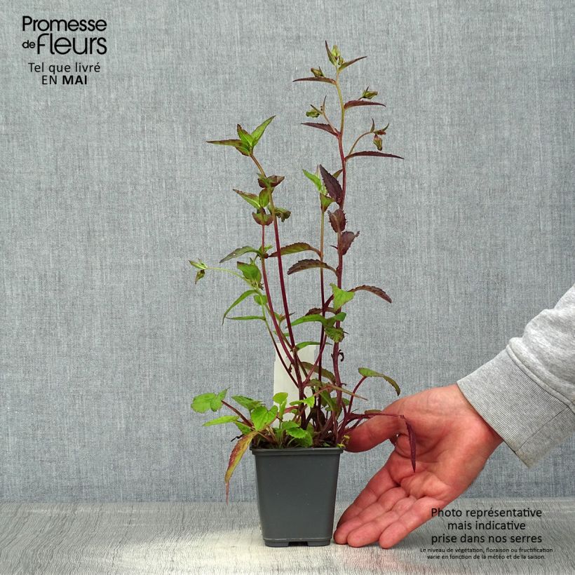 Campanula punctata f. Rubriflora 8/9 cm pot sample as delivered in spring