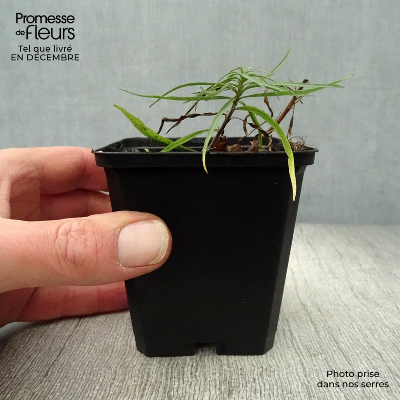 Campanula rotundifolia 8/9 cm pot sample as delivered in winter