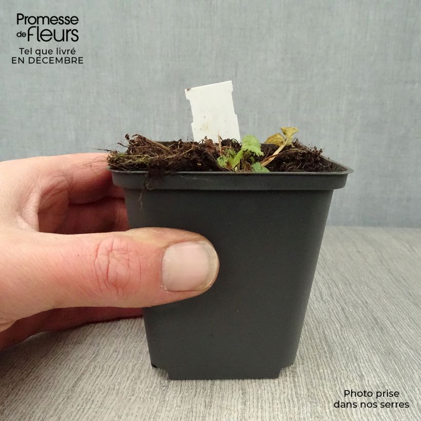 Campanula trachelium 8/9 cm pot sample as delivered in winter