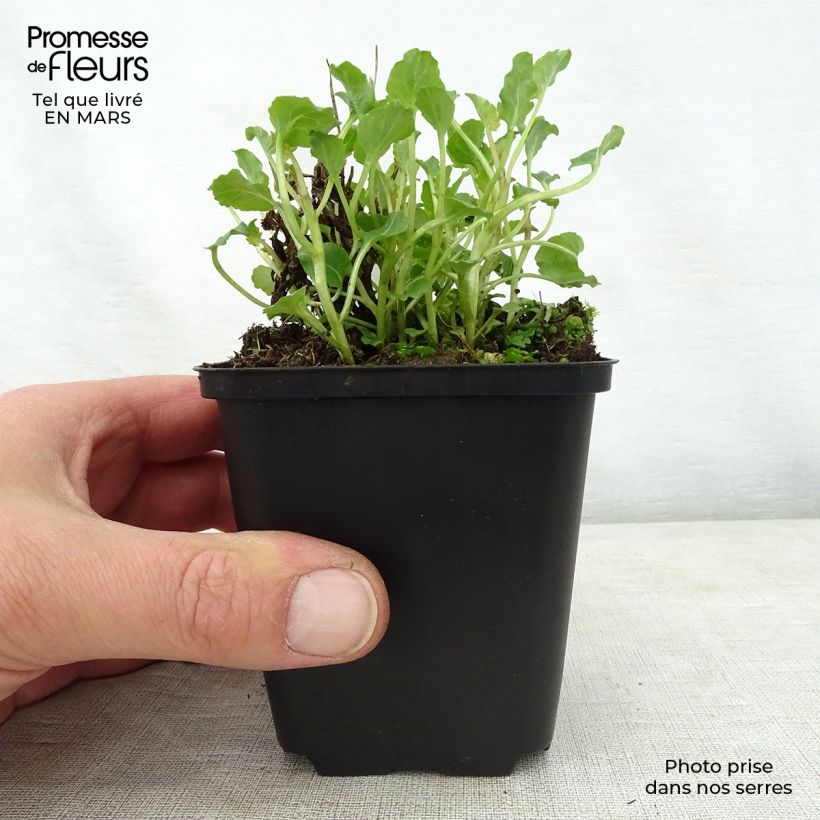 Campanula Royal Wave 8/9 cm pot sample as delivered in spring