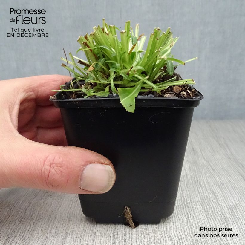 Campanula persicifolia Alba 8/9 cm pot sample as delivered in winter