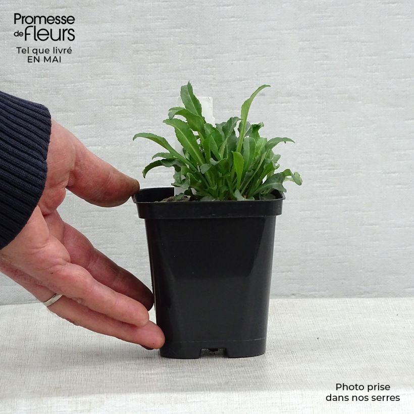 Campanula persicifolia Alba 8/9 cm pot sample as delivered in spring