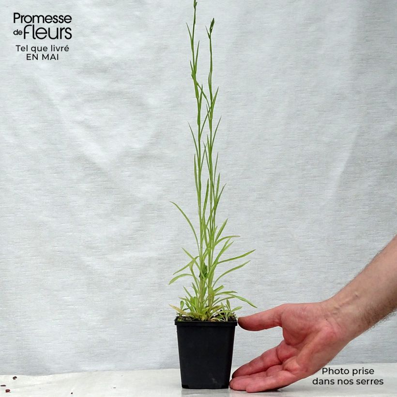 Campanula persicifolia La Belle 8/9 cm pot sample as delivered in spring