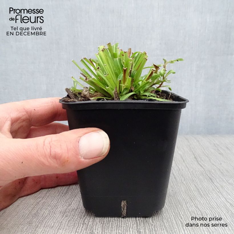 Campanula persicifolia 8/9 cm pot sample as delivered in winter