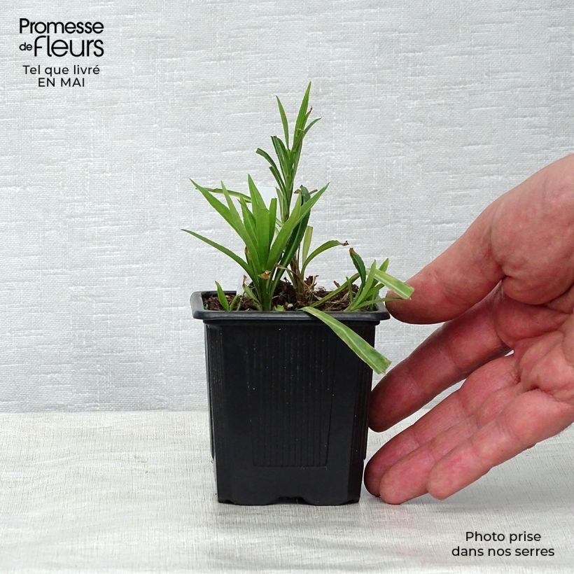 Campanula persicifolia 8/9 cm pot sample as delivered in spring