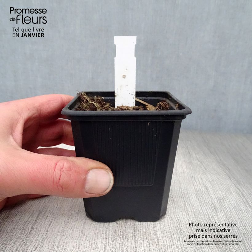 Campanula alliariifolia 8/9 cm pot sample as delivered in winter