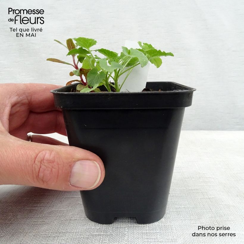 Campanula carpatica Alba 8/9 cm pot sample as delivered in spring